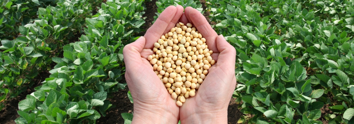 NON GMO Organic Soybean Seed